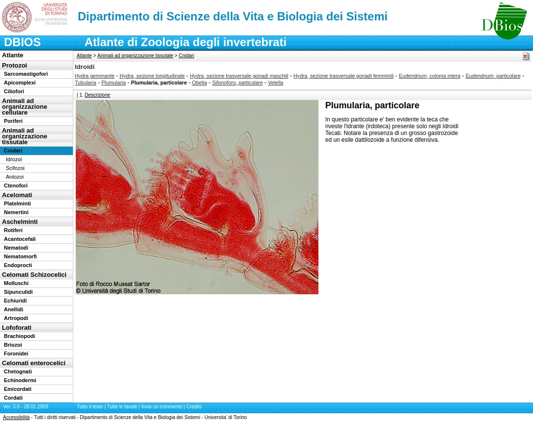 Thumbnail atlante zoologia invertebrati